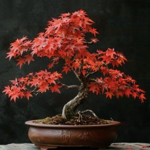 3c04729cd814e2e26e5a8b1612847f98 Japanese Maple (Acer)