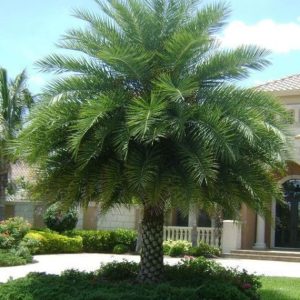 b1586513f7916a44e39114b6f72f9d1a Palms (Washingtonia, Date Palm)