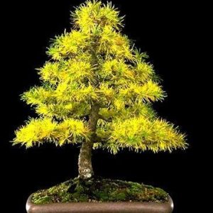 ff594224f130343564adfedd2ab6e571 Japanese Larch (Larix kaempferi)